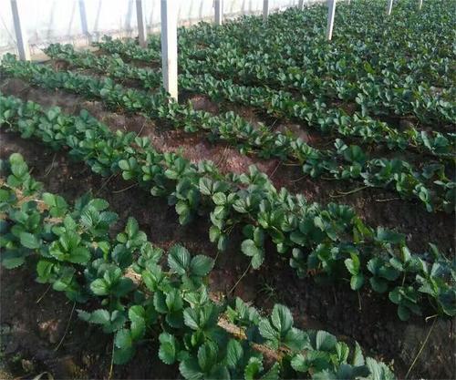 石景山区妙香草莓苗早熟高产保成活结果早丰产性强