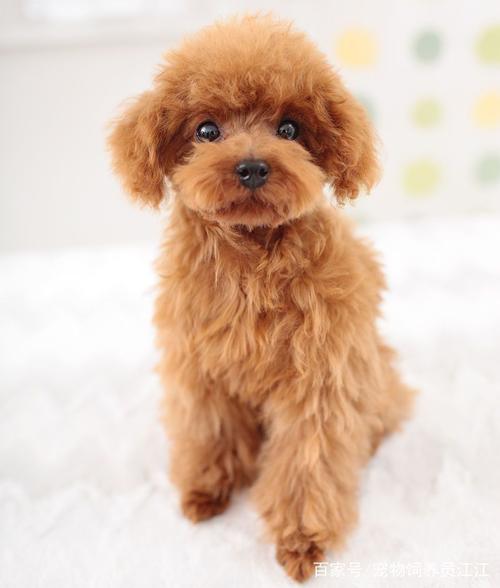宠物狗:贵宾犬体型小巧,性格温柔,颜值高是它的优势,毛茸茸的贵宾犬