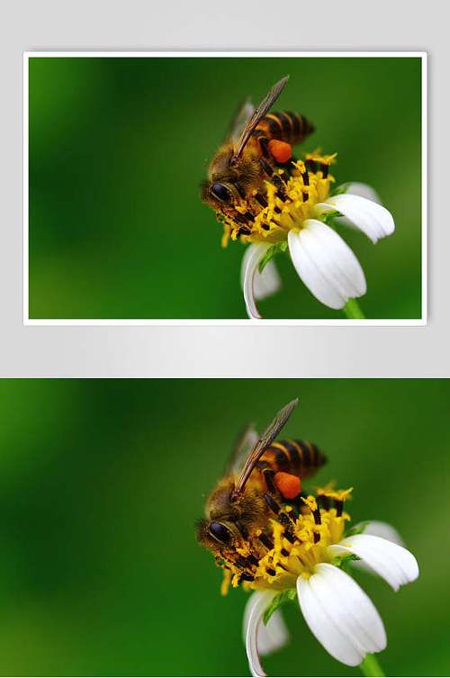 绿色蜜蜂蜂蜜采蜜高清图片