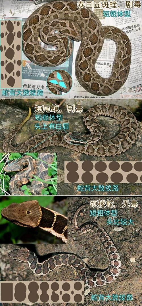 中国常见蛇类(剧毒蛇下)