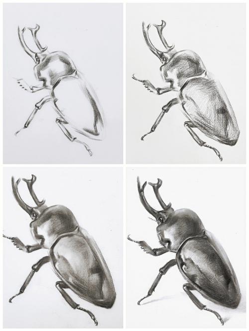 甲虫素描绘画步骤