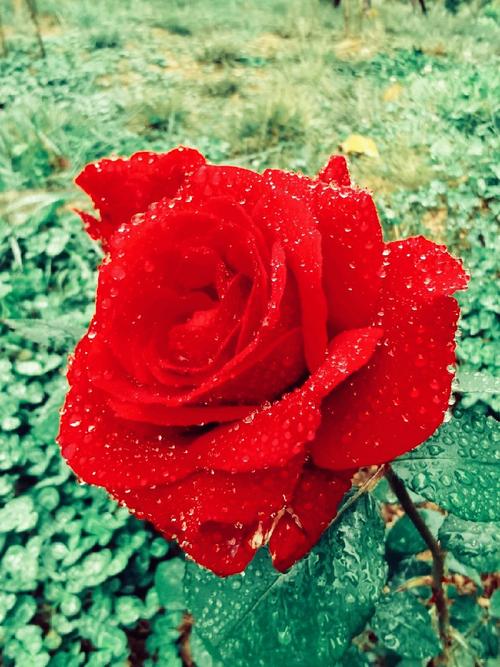五月细雨中的一束红花!
