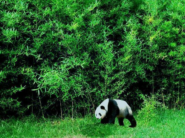 竹林大熊猫