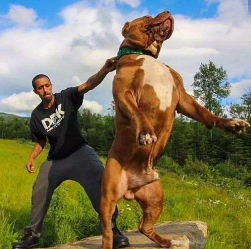 比特犬,猛犬中知名的斗犬,体型中等,肌肉结实,有着很坚韧的耐力和爆发