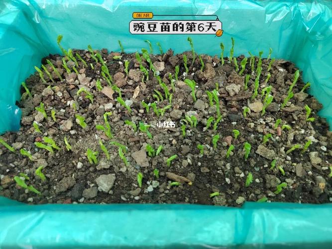 豌豆苗成长记录第6天