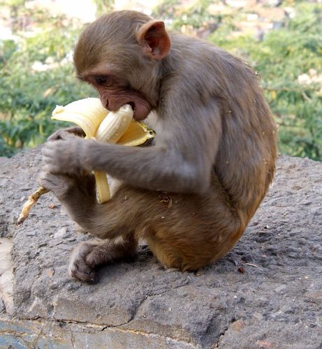 喂这种猴子吃香蕉可能会要了它的命