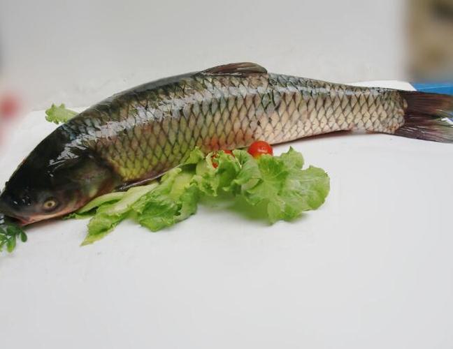 中国四大家鱼好吃有营养
