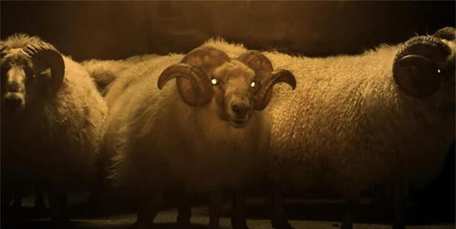 最新另类恐怖片超越正常思维农场里的羊生出奇怪的羊崽