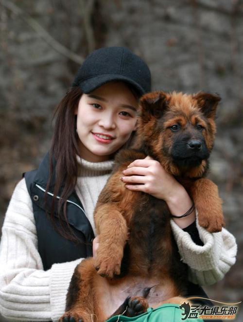 台湾高山土狗 - 综合工作犬 - 猛犬俱乐部-中国具有影响力的猛犬网站