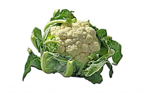 cauliflower,kohl,cheese cabbage,flowering cabbage,grape cabbage