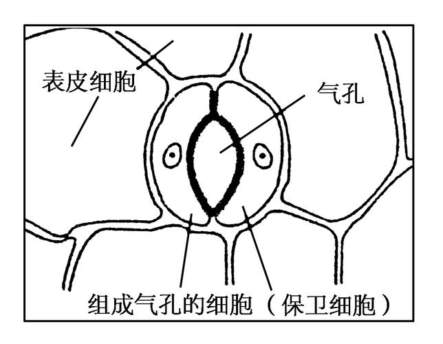 右下图为气孔结构示意图,气孔两侧的细胞称为保卫细胞,决定着气孔的开