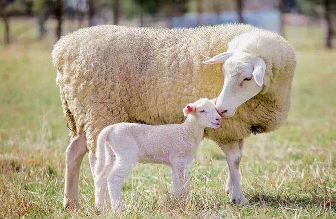  b>绵羊和山羊养殖哪个更赚钱? /b>