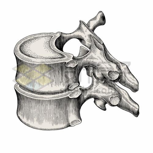 胸椎骨侧视图人体骨骼解剖图手绘素描插画png图片免抠矢量素材