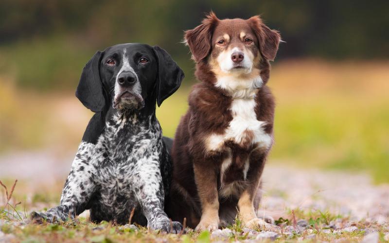 两条狗,黑色和棕色 640x1136 iphone 5/5s/5c/se 壁纸,图片,背景,照片