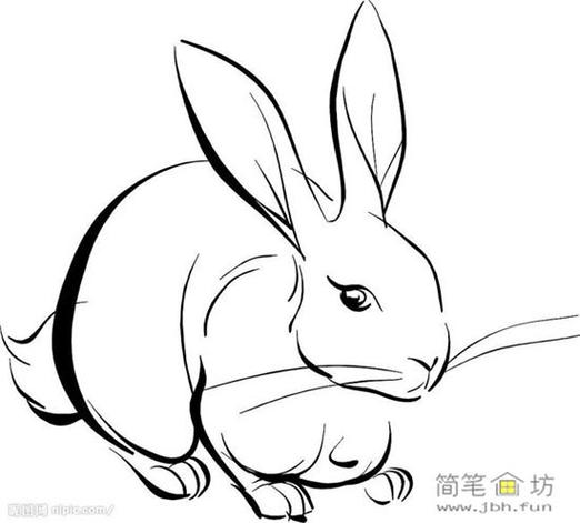 吃草的兔子简笔画图片1幅【写实风格】(1)