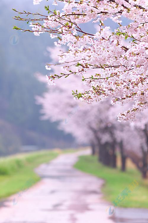 路边美丽樱花树高清图片下载