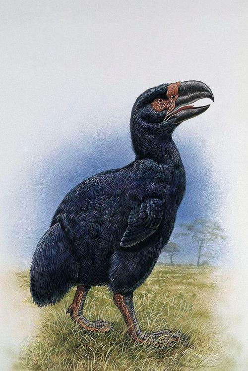 恐鸟(新西兰巨型而不能飞行的鸟)_尚可名片