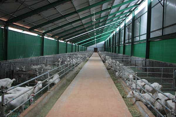 2014开始研究,并成功探讨出养殖园区标准化羊舍,建筑规模是每个园区都