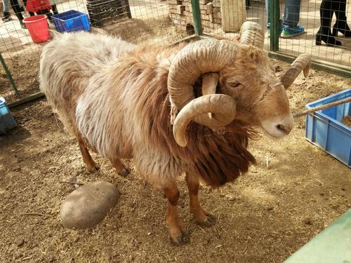 盘角的大绵羊,更是罕见.