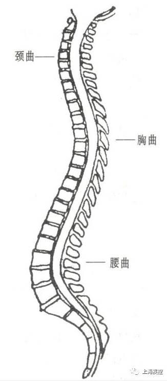 脊柱的侧面图脊柱的背面图若儿童青少年时期存在习惯性姿势不良,比如