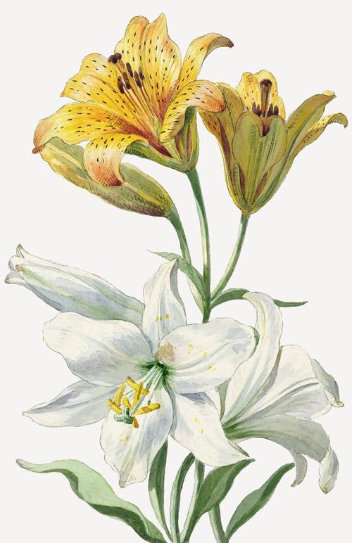 复古黄白百合花插画由威廉·范·莱恩的艺术作品混合而成