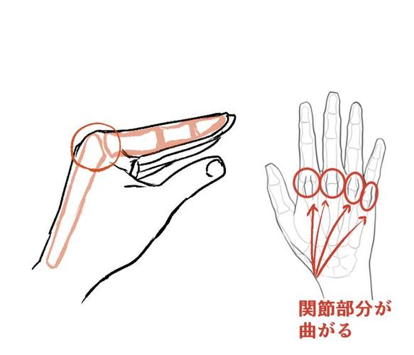 关节|手背|食指_网易订阅