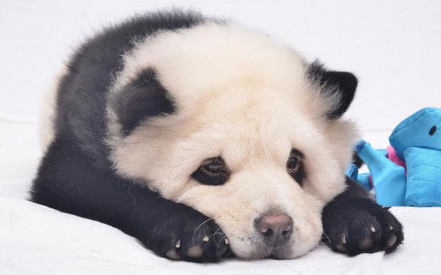 剪了新发型的松狮犬,就是一"盗版熊猫"!