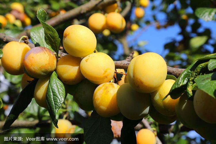树上有成熟的黄色杏子和梅子