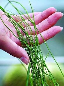 一种长的像竹子的植物叫清心百合