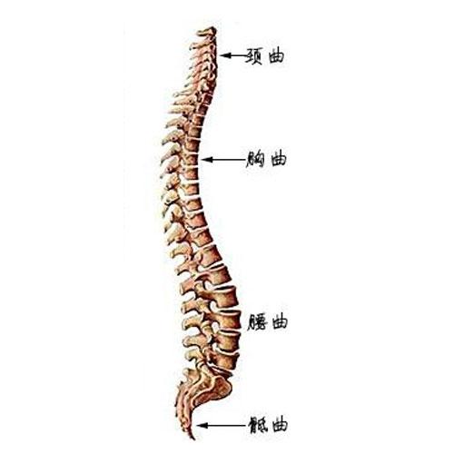 人体脊柱解剖示意图-人体解剖图