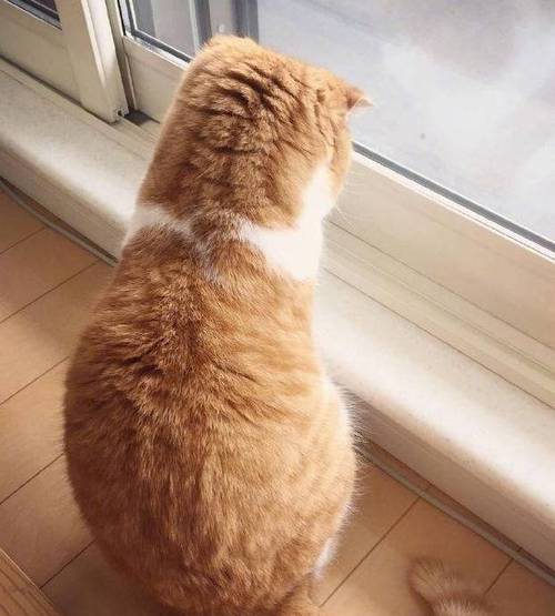 一只背影非常漂亮的橘猫,圆润可爱,网友:好想亲一口!_猫咪_时间_窗台