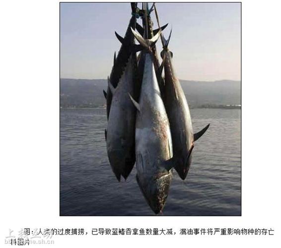  p>蓝鳍吞拿鱼(bluefin tuna)即 a href="#" data-lemmaid="2161792">