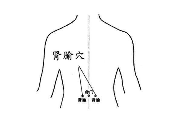 肾俞穴   肾俞穴位置在腰部,在和肚脐同一水平线的脊椎左右两边双指宽