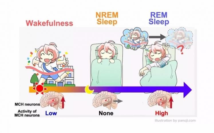 最新研究揭示:睡眠时遗忘细胞如何清理记忆