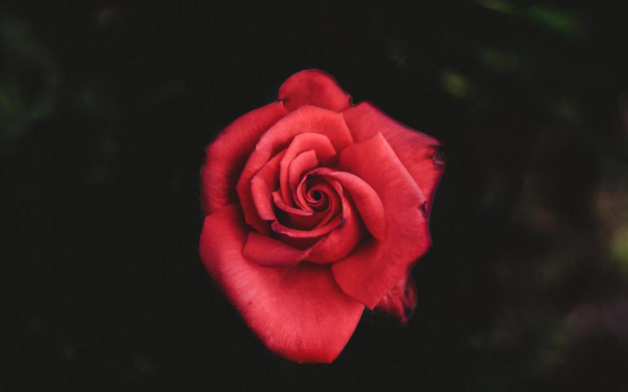 清新好看的玫瑰花图片桌面壁纸