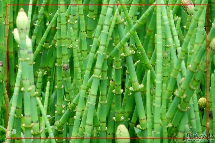 似竹子的条型无叶植物