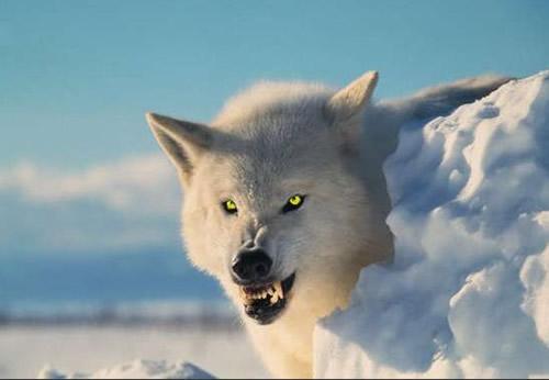 2.狼 代表影片:《冰冻》