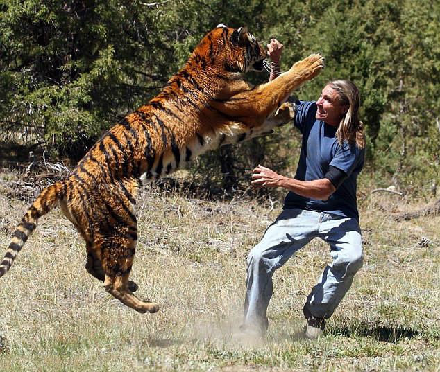 不同寻常的人与动物友情:与老虎亲密玩耍_高清图集_新浪网