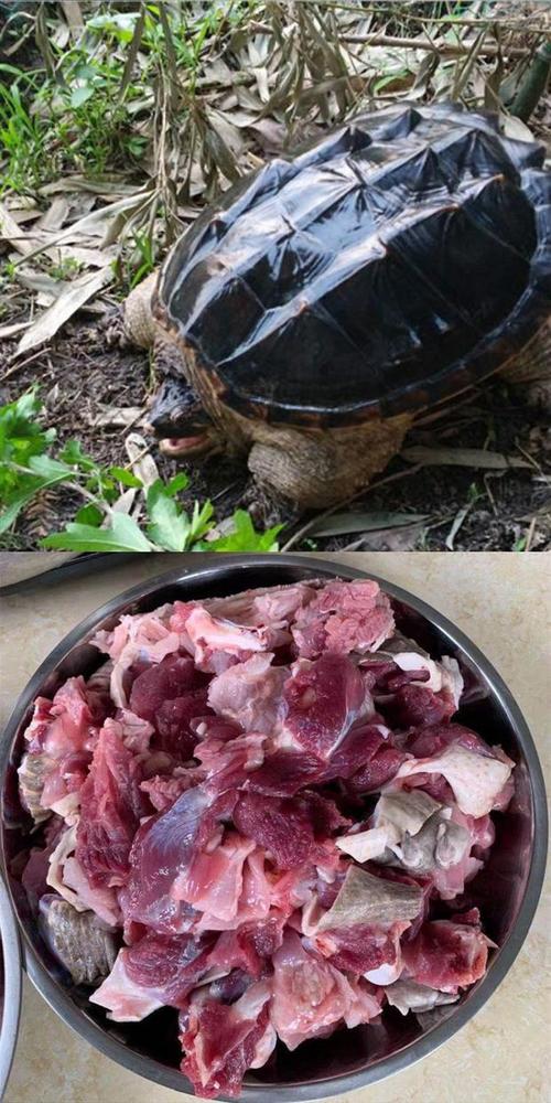 食用小鳄龟北美杂佛龟宠物乌龟种龟特大型煲汤肉龟活