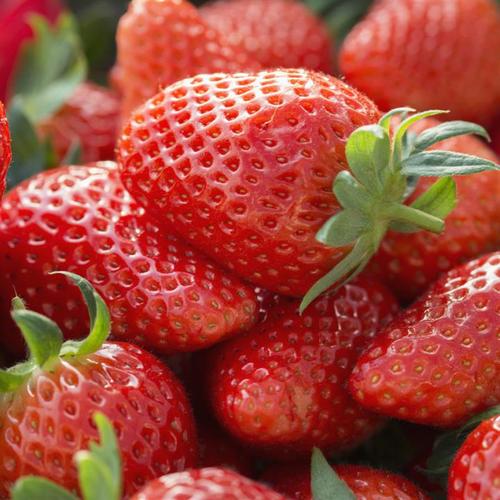 薄利多销丰香草莓苗种植时间