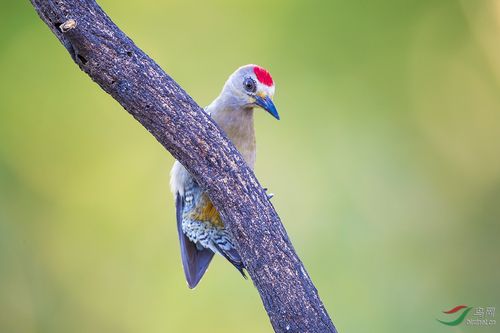 红冠啄木鸟