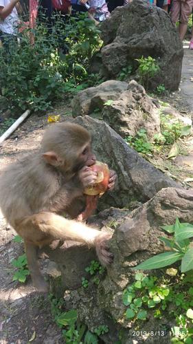 这只小猴正津津有味地吃我们送绐它的桃子呢!