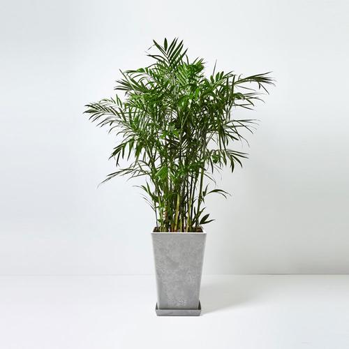 夏威夷竹和散尾竹很像,很多时候大家会当成一株植物,虽然叶片相似