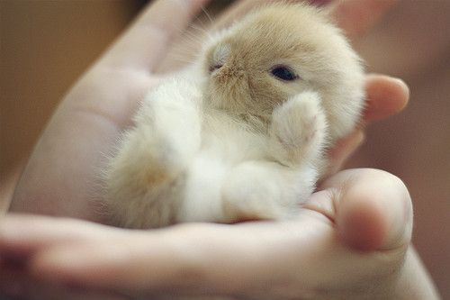超唯美可爱兔子萌图 给你软软暖暖的感觉
