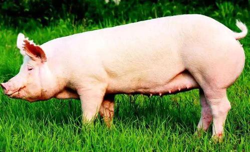 后备母猪如何确定最佳配种时间后备母猪体重达到120-140公斤,有过一次