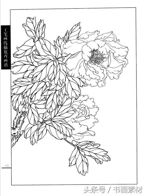 书画素材工笔画线描花卉画谱牡丹篇白描上色步骤讲解非常详细