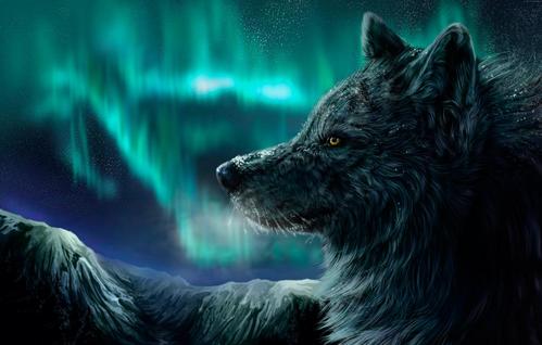 美丽的黑色狼,在极地灯,幻想的背景上