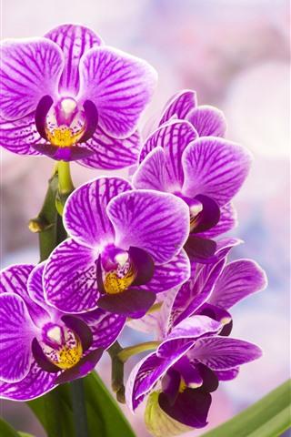 紫色蝴蝶兰开花,背景朦胧 1242x2688 iphone 11 pro/xs max 壁纸,图片