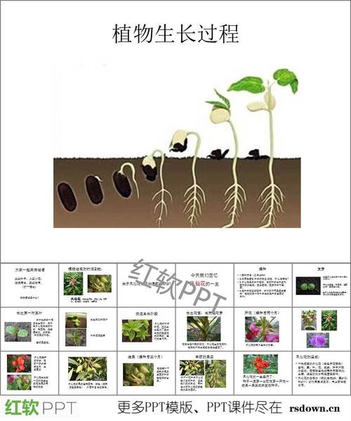 这是一个关于凤仙花的生长过程日记ppt,植物生长过程;猜谜语;凤仙花的