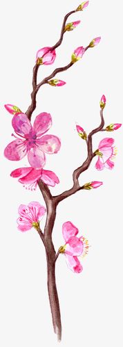 手绘植物花卉,花朵手绘,手绘,手绘花,彩绘花,彩绘花卉,花卉装饰,粉色